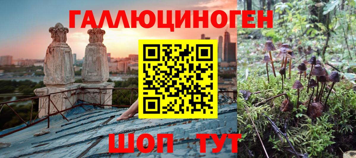 Псилоцибиновые грибы Psilocybe Усолье-Сибирское